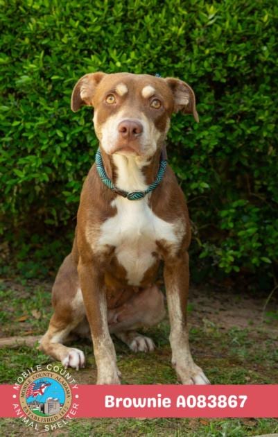 Photo of Brownie, adoptable Labrador Retriever in Mobile, Alabama