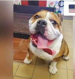 Photo of Bacon, adoptable English Bulldog in Santa Clarita, California