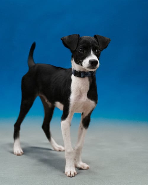 Photo of Lasso, adoptable Unknown breed (short coat) in Holbrook, New York