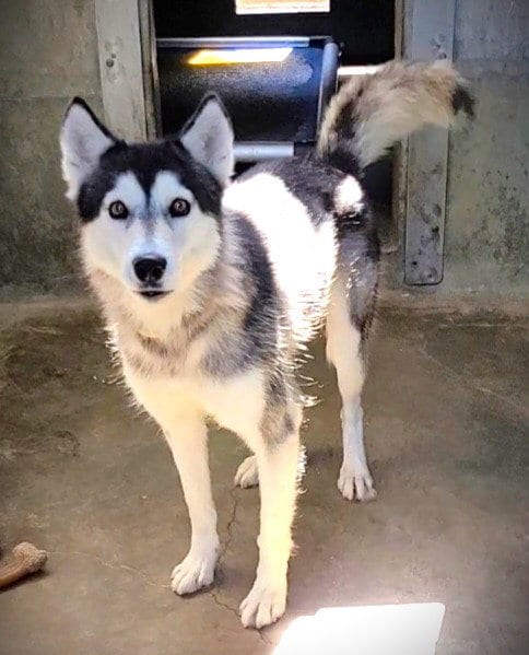 Photo of Evie, adoptable Siberian Husky in Los Angeles, California