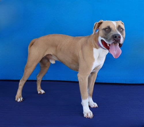 Photo of Chico, adoptable Pit Bull Terrier in Baldwin Park, California