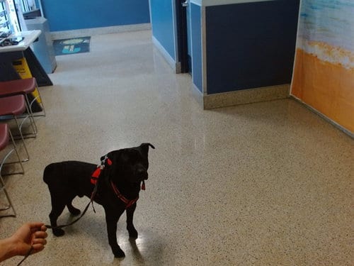 Photo of Bruno, adoptable American Bulldog in Miami, Florida