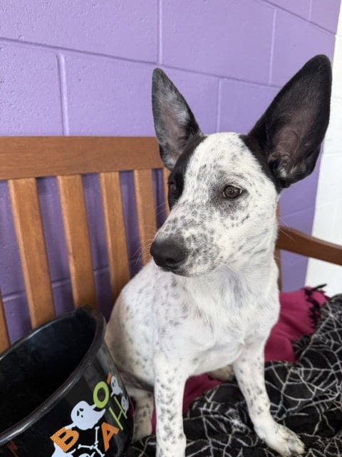 Photo of Birdie, adoptable Australian Cattle Dog/Blue Heeler in Genesee, Wisconsin