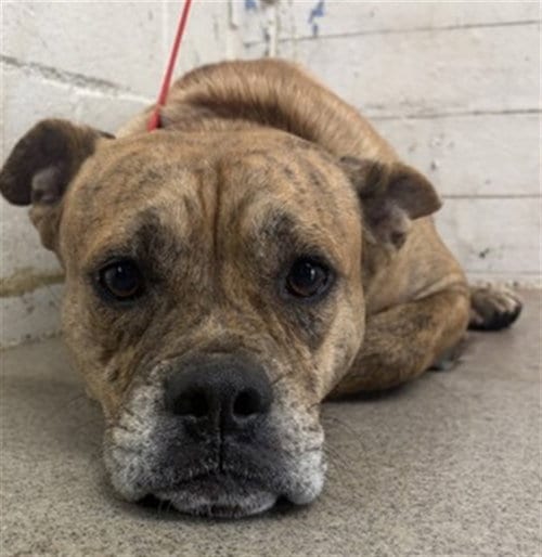 Photo of Omega, adoptable Pit Bull Terrier in San Bernardino, California