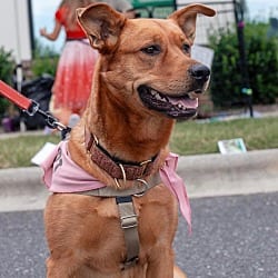 Photo of River, adoptable Siberian Husky Rottweiler in Waxhaw, North Carolina