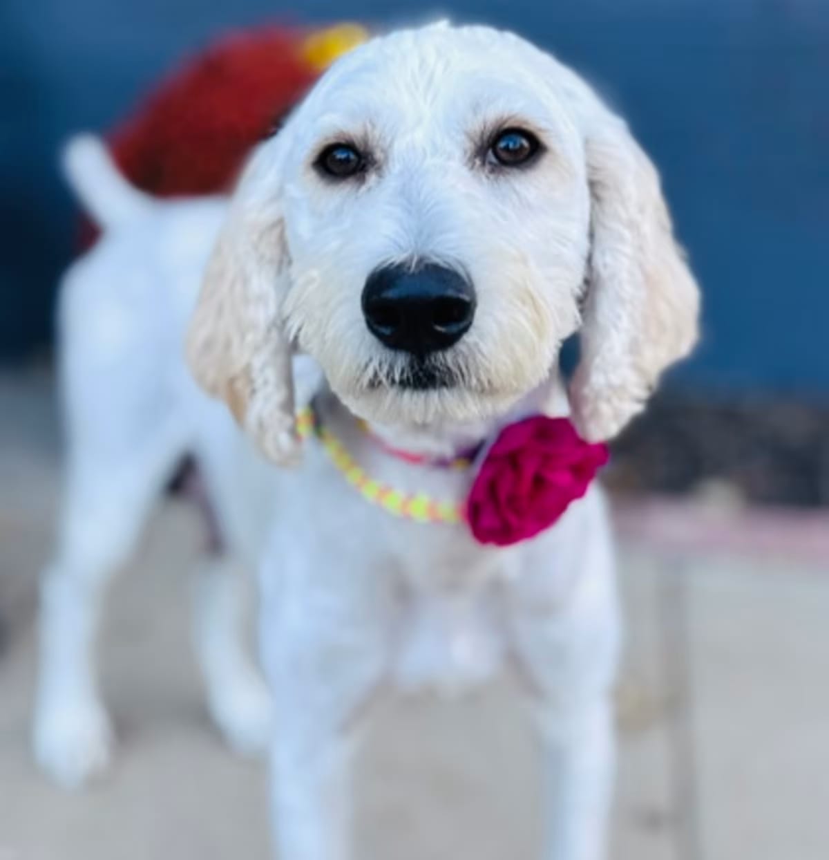 Photo of Chamomile, adoptable Poodle (Standard) in Palatine, Illinois