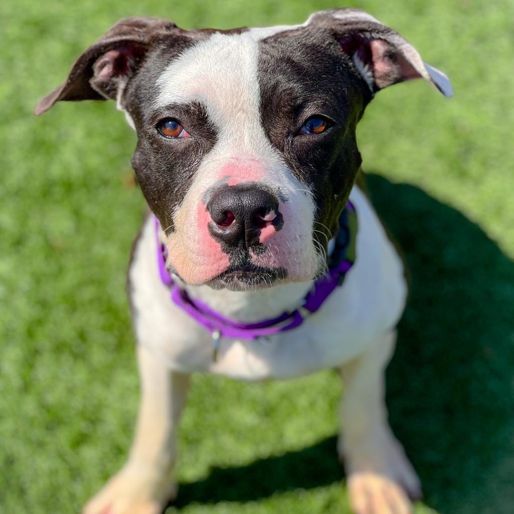 Photo of Nectarine, adoptable Mixed Breed (Medium) in St. Louis, Missouri
