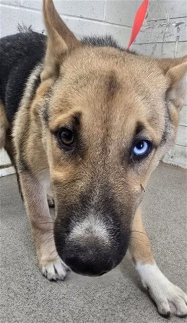 Photo of Zero, adoptable German Shepherd Dog in San Bernardino, California