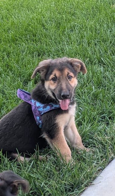 Photo of Stella Lou, adoptable German Shepherd Dog in MIDWAY, Utah