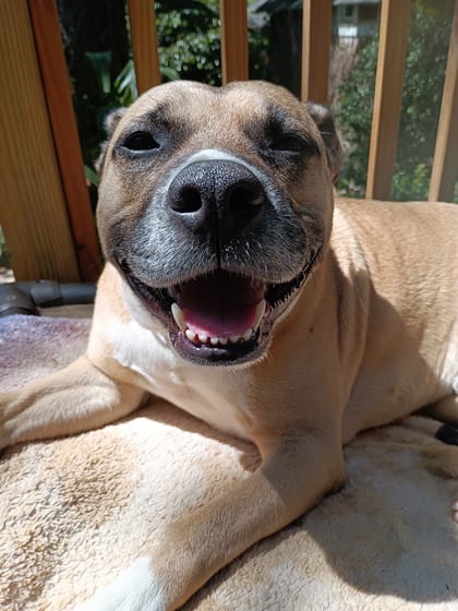 Photo of Sammy, adoptable dog in Atlanta, Georgia