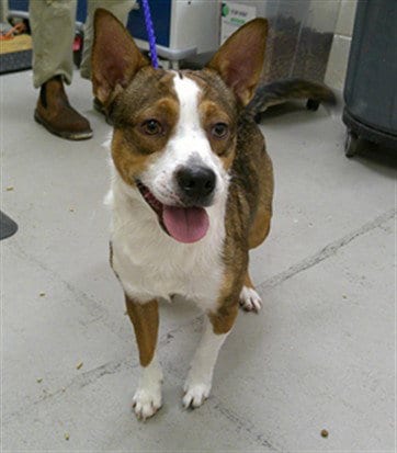 Photo of Milo, adoptable Cardigan Welsh Corgi in Sanford, Florida