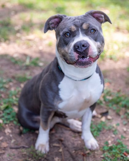 Photo of Moosesha, adoptable dog in Chamblee, Georgia
