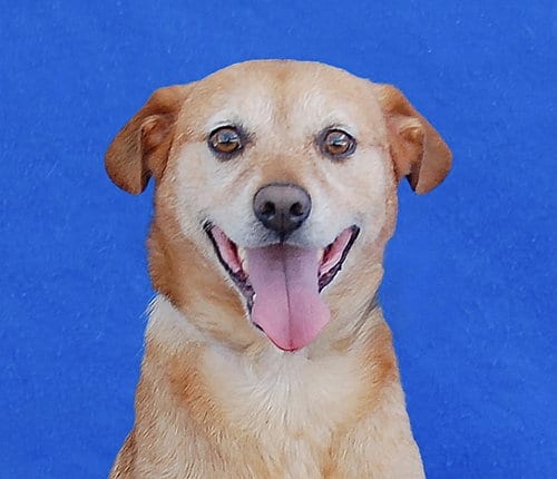 Photo of Coda, adoptable Terrier in Pasadena, California