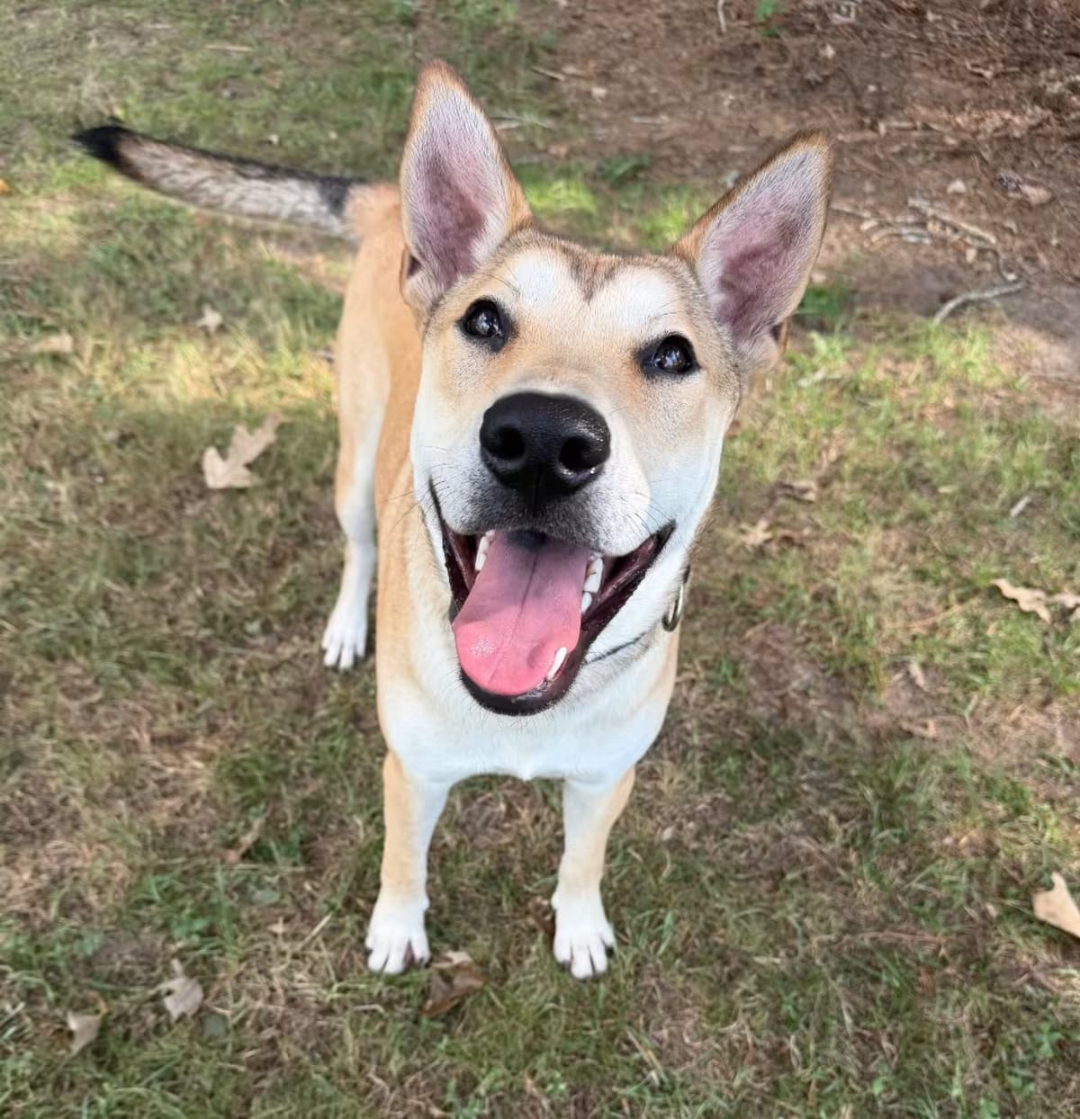 Photo of Beckham, adoptable Shepherd (Unknown Type) Mixed Breed (Large) in Spring, Texas