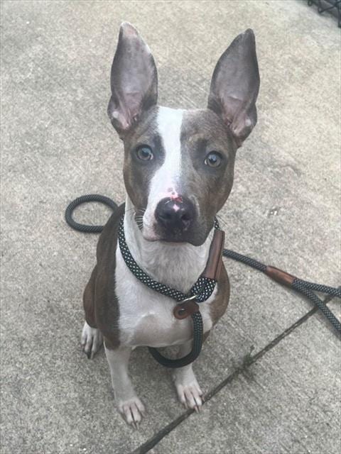 Photo of Zoe, adoptable American Pit Bull Terrier in Chicago, Illinois