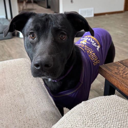 Photo of Knox, adoptable Labrador Retriever in Princeton, Minnesota