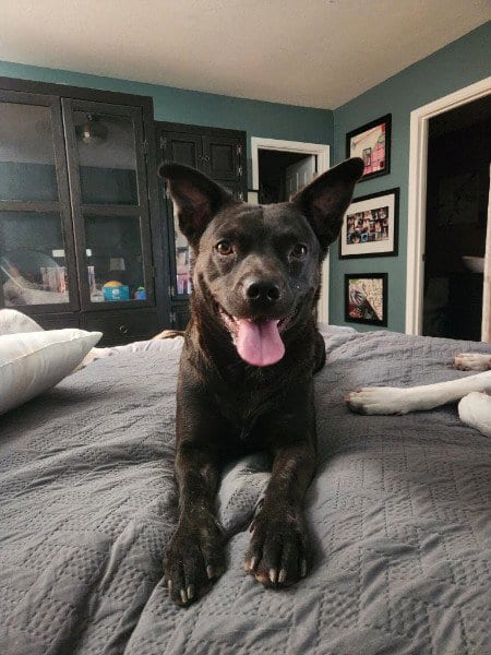 Photo of Maggie, adoptable Australian Kelpie in Chandler, Arizona
