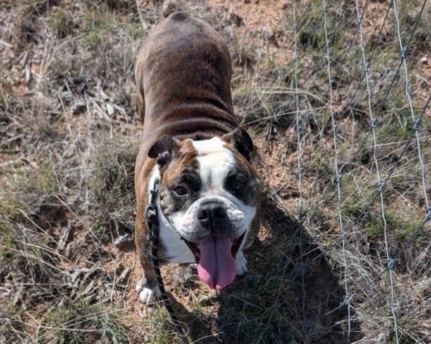 Photo of Lilibet, adoptable Mixed Breed in Santa Fe, New Mexico