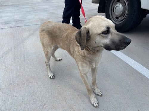 Photo of A480839, adoptable Black Mouth Cur in Oklahoma City, Oklahoma