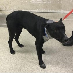 Photo of Taz, adoptable Australian Cattle Dog in Jurupa Valley, California