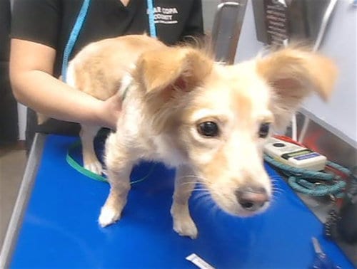 Photo of Turquoise, adoptable Dachshund in Phoenix, Arizona
