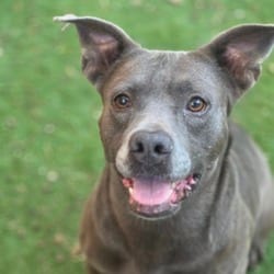 Photo of Stewie JuM, adoptable American Staffordshire Terrier Mixed Breed (Medium) in Salem, Oregon
