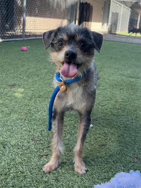 Photo of Buster, adoptable Rat Terrier in San Jose, California
