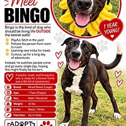 Photo of Bingo, adoptable Mixed Breed (Medium) in Roswell, Georgia