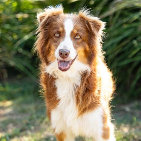 Photo of Keely, adoptable Australian Shepherd in Camarillo, California