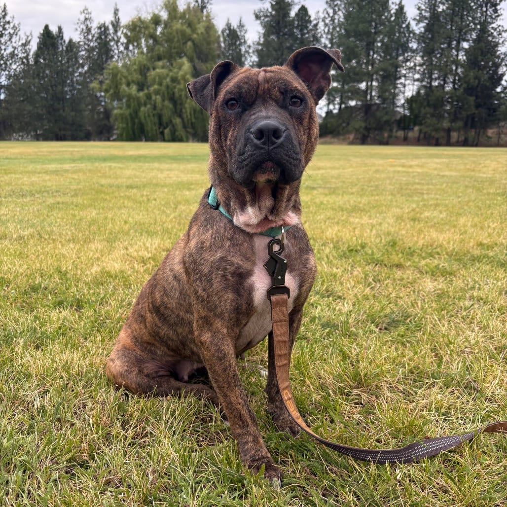 Photo of Maggie Mae 🎀, adoptable Chinese Shar-Pei / Mixed Breed (Medium) in Spokane, Washington