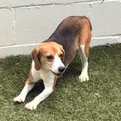 Photo of Dust Bunny 8068/1327, adoptable Beagle in Loxahatchee, Florida