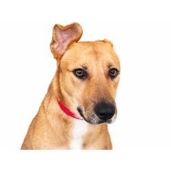 Photo of Frankie, adoptable German Shepherd Dog in Ft Lauderdale, Florida