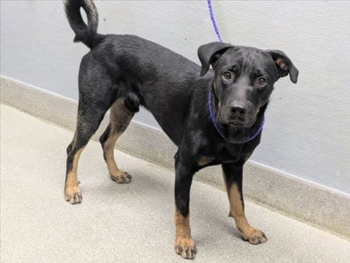 Photo of Charlie, adoptable Rottweiler in Las Vegas, Nevada