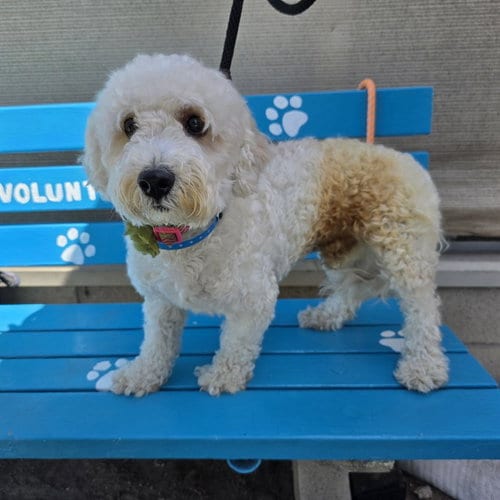 Photo of Snoopy, adoptable Poodle (Miniature) in Long Beach, California