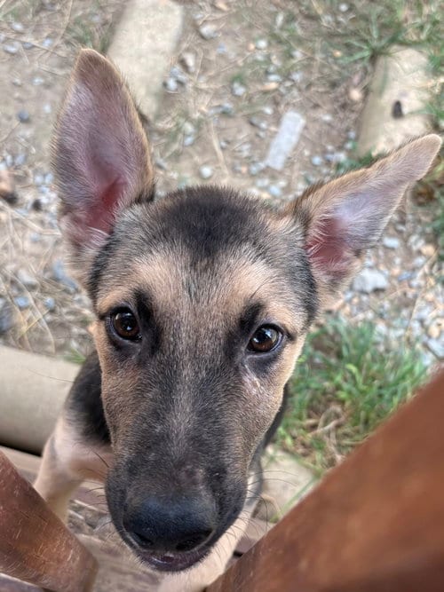 Photo of Jango, adoptable German Shepherd Dog in Wetumpka, Alabama