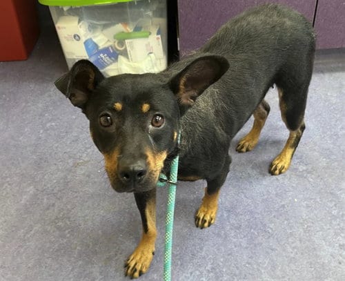 Photo of Fiona, adoptable German Shepherd Dog in Lompoc, California