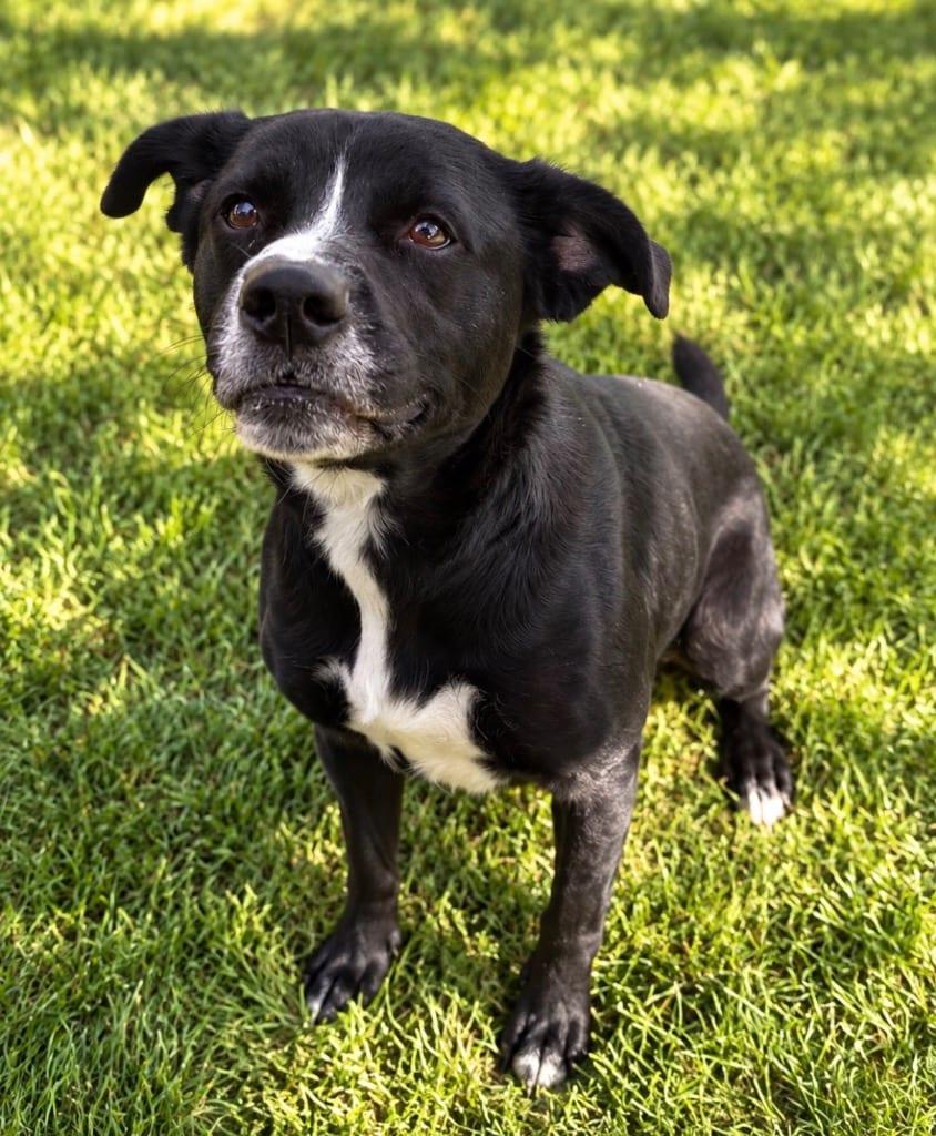 Photo of Spicey, adoptable Terrier in Wintersville, Ohio