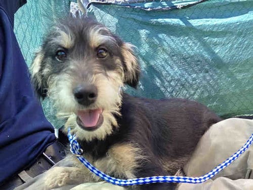 Photo of Spoon, adoptable Terrier in Carlsbad, California