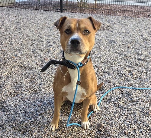 Photo of Monkeybread, adoptable American Pit Bull Terrier in Mesa, Arizona