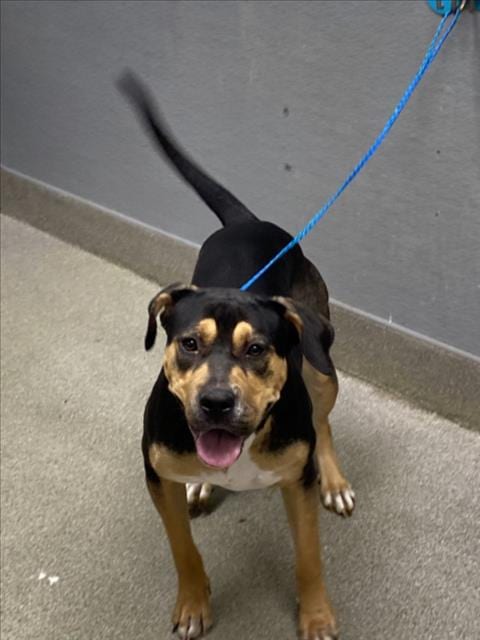 Photo of Gratuity Tucci, adoptable Rottweiler in Las Vegas, Nevada