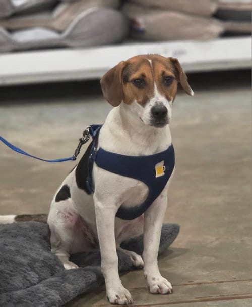 Photo of Freddie, adoptable Hound in Sanford, Florida