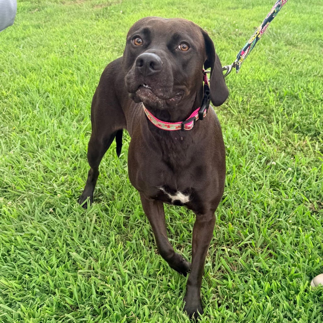 Photo of Chloe, adoptable Mixed Breed (Large) in Corinth, Mississippi