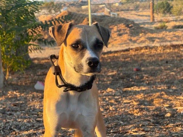Photo of Senior Shepherd, adoptable Shepherd in Devore, California