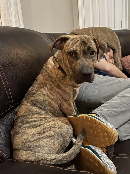 Photo of Harper (Reduced Rover), adoptable Plott Hound in New Orleans, Louisiana