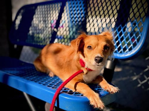 Photo of Gigi, adoptable Chihuahua in Orlando, Florida