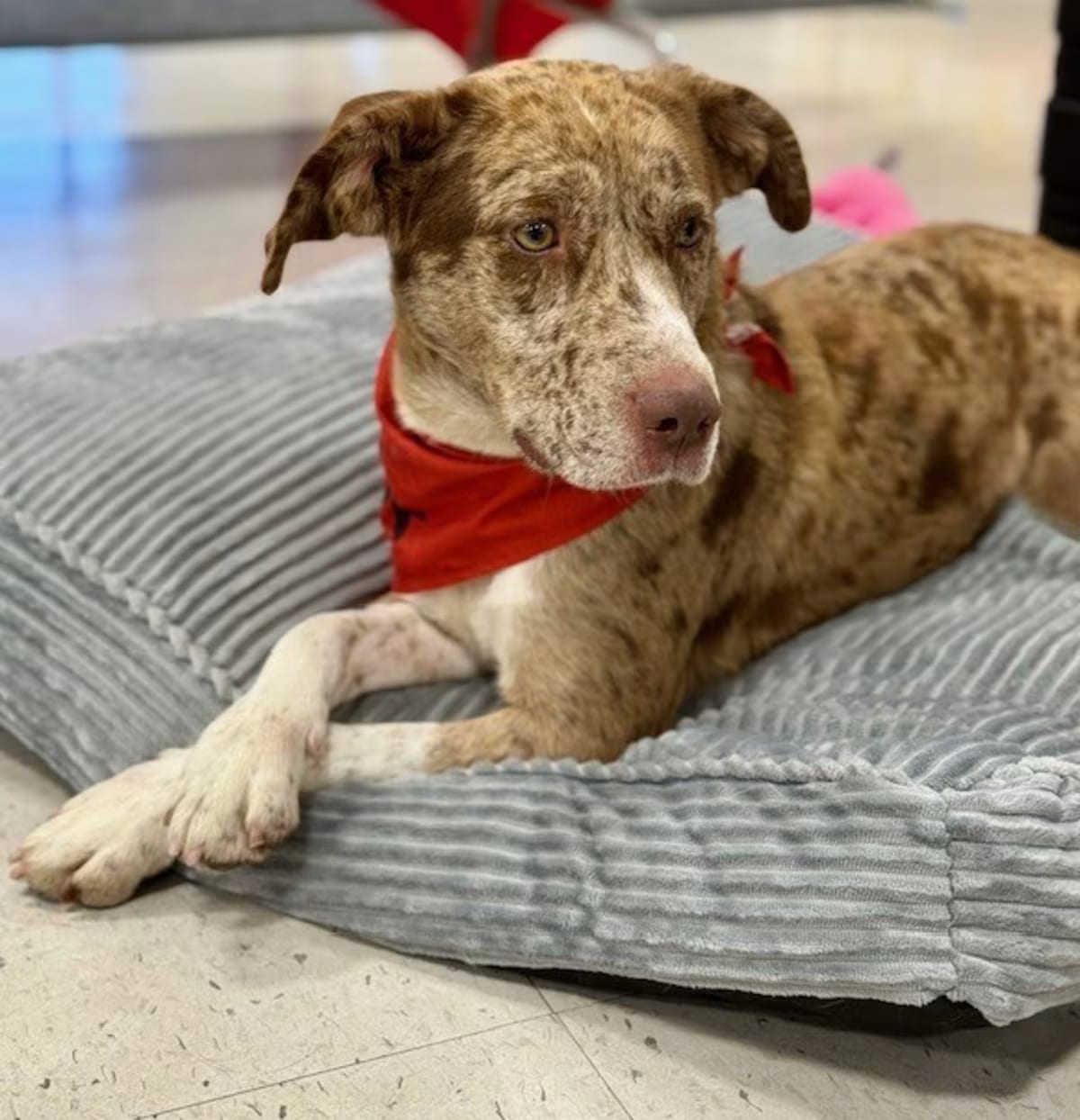 Photo of Coffee, adoptable Catahoula Leopard Dog in Egg Harbor City, New Jersey