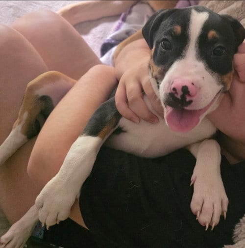 Photo of Lini, adoptable American Pit Bull Terrier in Chester, Virginia