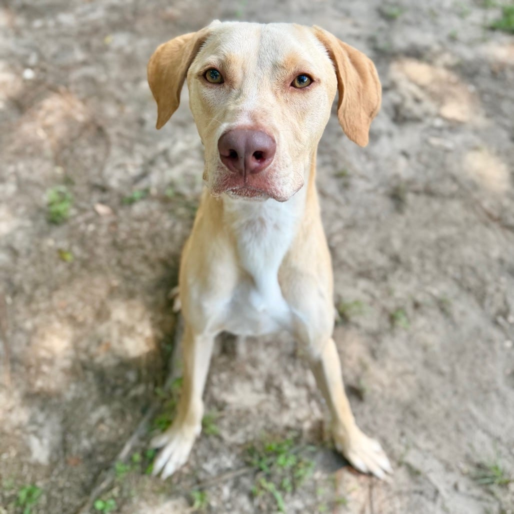 Photo of Louis 🐾, adoptable Mixed Breed (Medium) in Milton, Florida