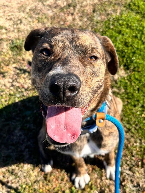 Photo of Socks, adoptable Pit Bull Terrier in Newcastle, Oklahoma