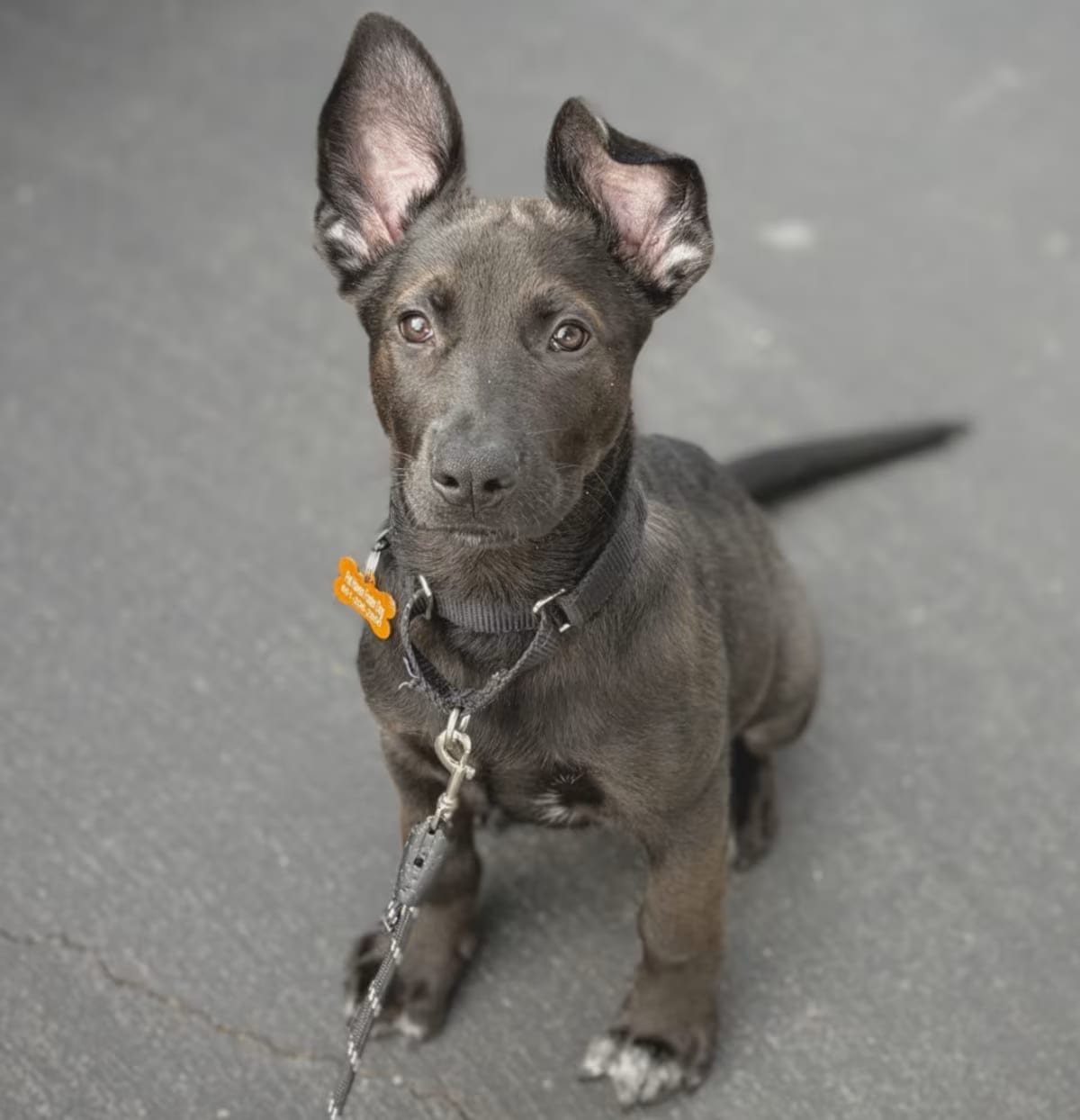 Photo of Bagel, adoptable German Shepherd Dog Labrador Retriever in St. Paul, Minnesota
